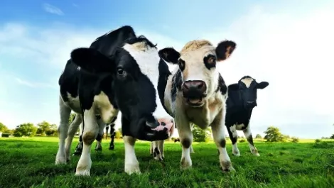 Liquidators of China milk exporter may claw back $145,200 from Chinese directors