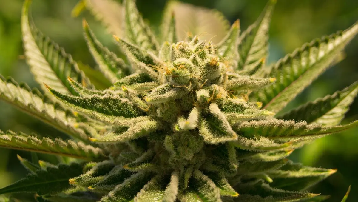 Developing a roadside test for marijuana intoxication isn’t as easy as it sounds