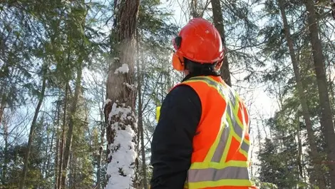 Leaps and bounds in forestry safety