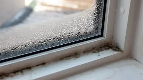 Just how dangerous is mould?