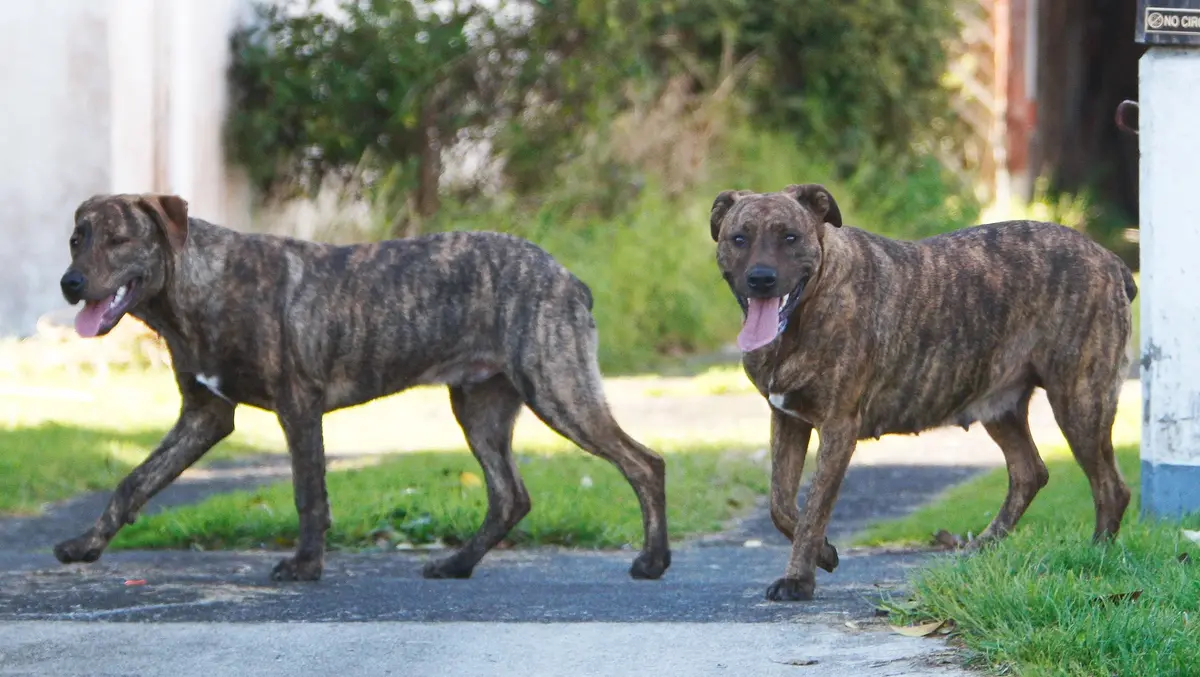 Far North dog control crackdown sees workload surge