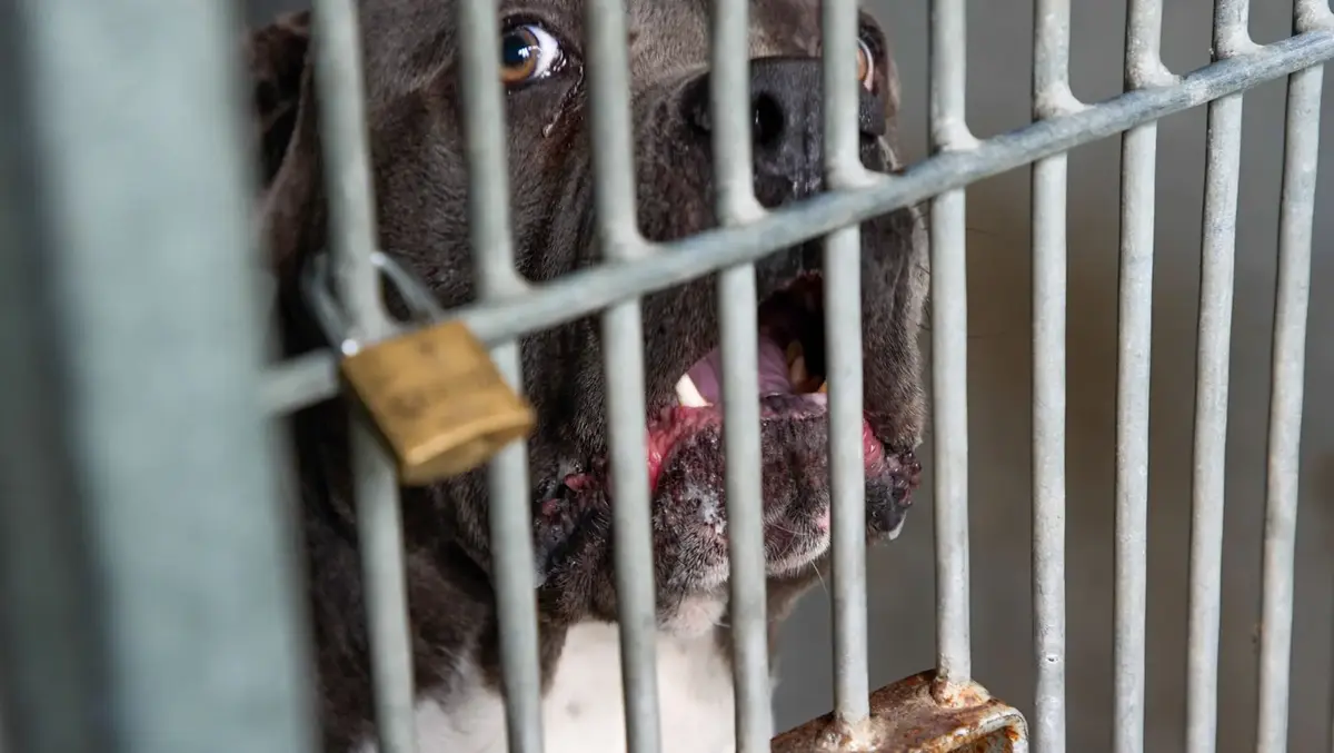 Three-year high for dog attack complaints in Invercargill